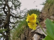 58 Primula auricula (Primula orecchia d'orso)